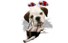 BULLDOG PARACHUTING