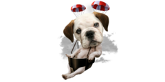 BULLDOG PARACHUTING